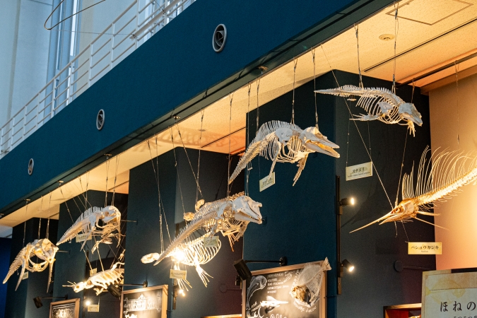 マリンワールド海の中道／ほねのおとゾーン