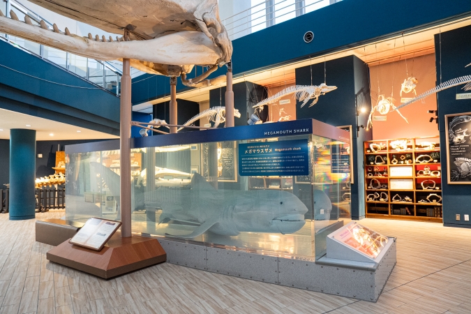 マリンワールド海の中道／ほねのおとゾーン