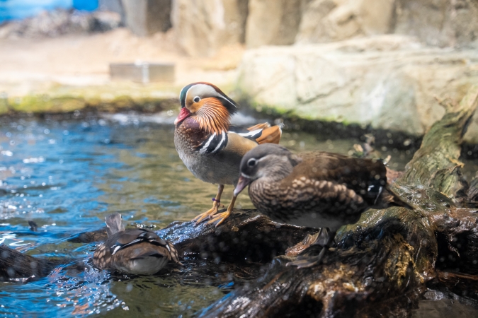 マリンワールド海の中道／九州の水鳥コーナー・オシドリ