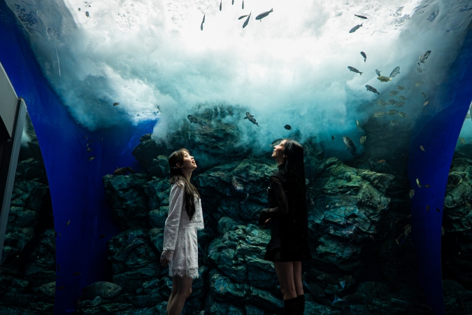 マリンワールド海の中道／九州の近海