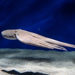 マリンワールド海の中道／九州の近海ゾーン・タコ