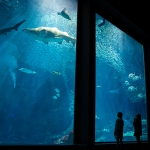 マリンワールド海の中道／外洋大水槽