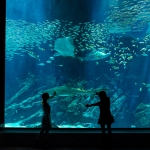 マリンワールド海の中道／外洋大水槽