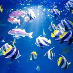 マリンワールド海の中道／奄美の海と森ゾーン