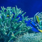 マリンワールド海の中道／奄美の海と森ゾーン