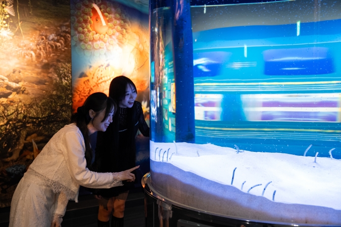 マリンワールド海の中道／奄美の海と森ゾーン・チンアナゴ