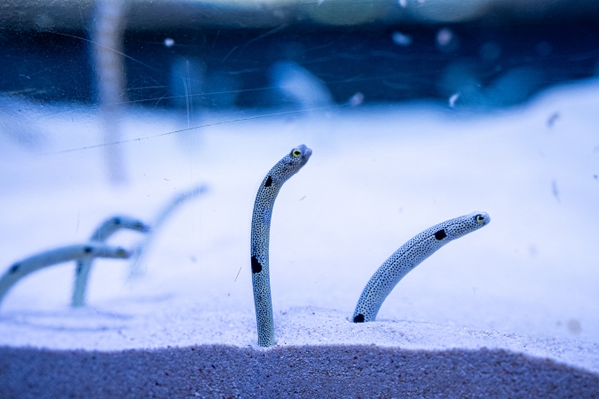 マリンワールド海の中道／奄美の海と森ゾーン・チンアナゴ