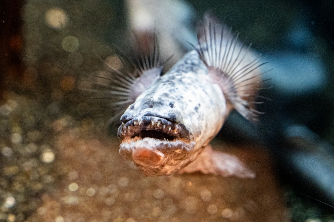 マリンワールド海の中道／ワラスボ