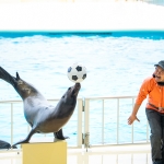 マリンワールド海の中道／アシカショー