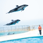 マリンワールド海の中道／イルカショー