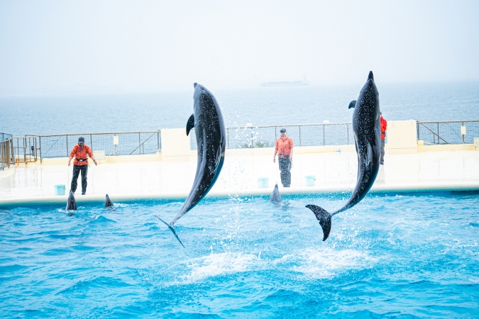 マリンワールド海の中道／イルカショー