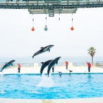 マリンワールド海の中道／イルカショー