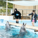 マリンワールド海の中道／パクパクイルカ