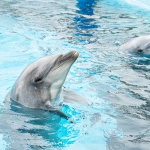 マリンワールド海の中道／パクパクイルカ