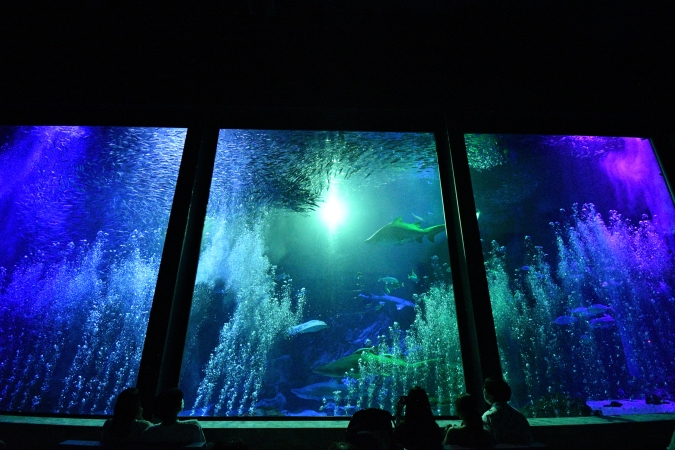 マリンワールド海の中道　夜のすいぞくかん　音と光のイワシショー