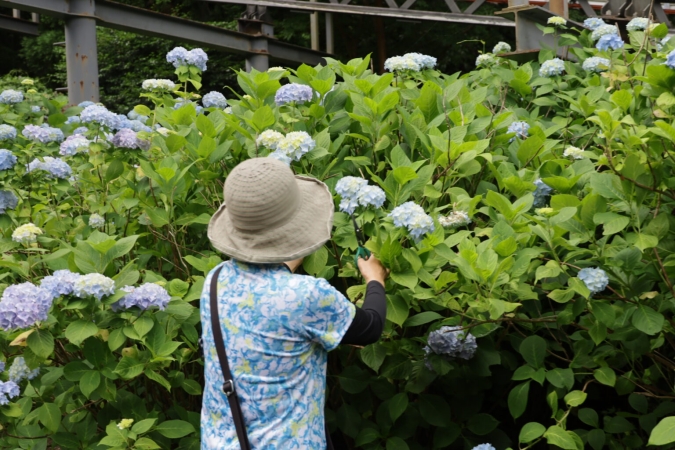 福岡あじさいスポット　英彦山花園