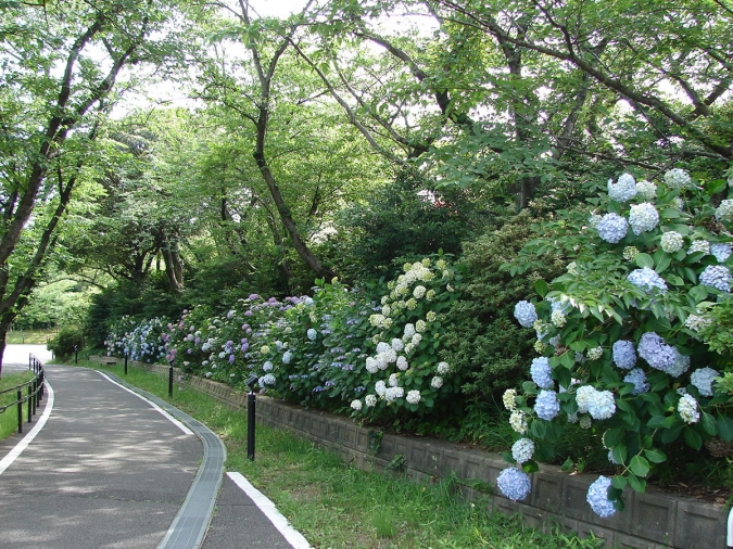 福岡あじさいスポット　到津の森公園