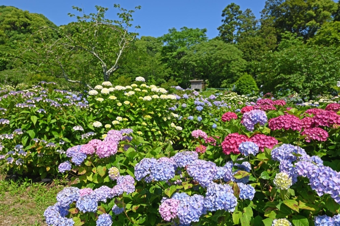 福岡あじさいスポット　天拝山歴史自然公園