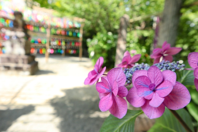 福岡あじさいスポット　如意輪寺