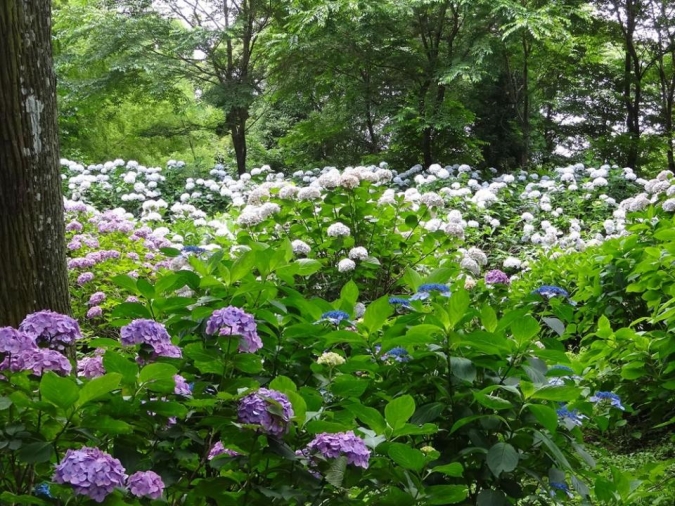 福岡あじさいスポット　高良山あじさい園