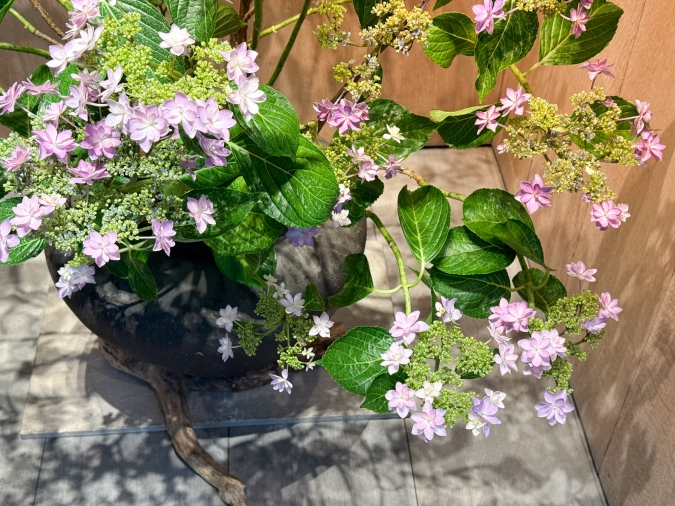 鈴懸　おもてなしの花