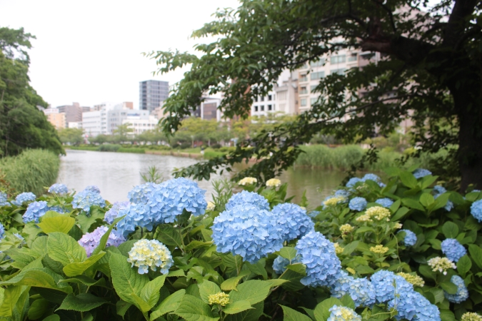 福岡あじさいスポット　舞鶴公園