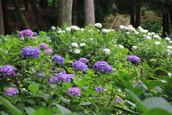 福岡あじさいスポット　高良山あじさい園
