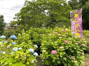 福岡あじさいスポット　天拝山歴史自然公園