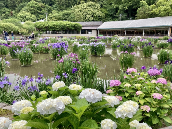 福岡あじさいスポット