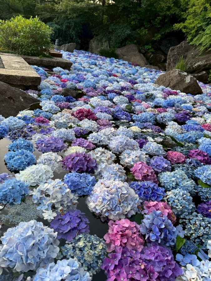 福岡あじさいスポット　福知山ろく花公園