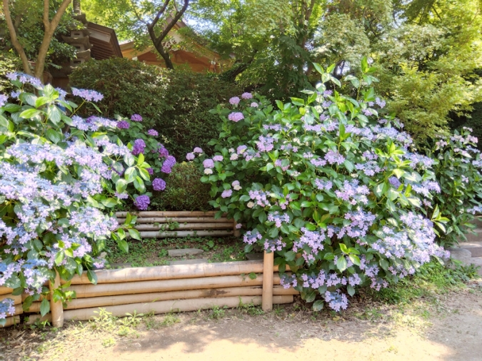 福岡あじさいスポット　如意輪寺