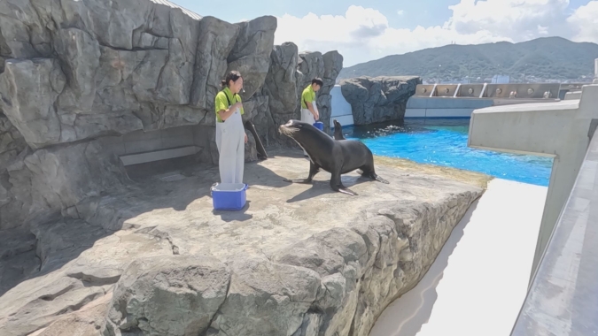スーパーアニマル アシカ 海響館 ひれあしビーチ