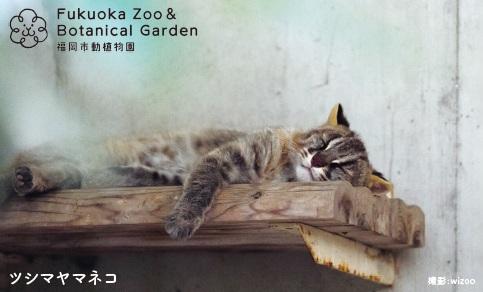 夜の動植物園2026／公共交通で来園した方へ「オリジナル動物ステッカー」をプレゼント