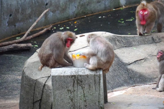 夜の動植物園2026／エサタイム
