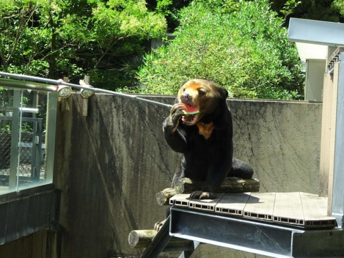 夜の動植物園2026／エサタイム
