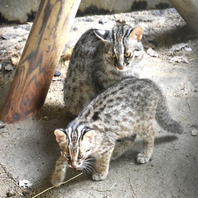 夜の動植物園2026／ツシマヤマネコの子ネコと母ネコのライブ映像公開