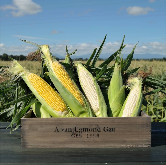 岩田屋本店「第44回 北海道の物産と観光展」北海道産スイートコーン