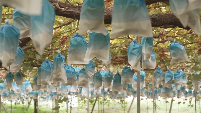 観光果樹園「梶原（かじわら）フルーツ」ブドウ狩り