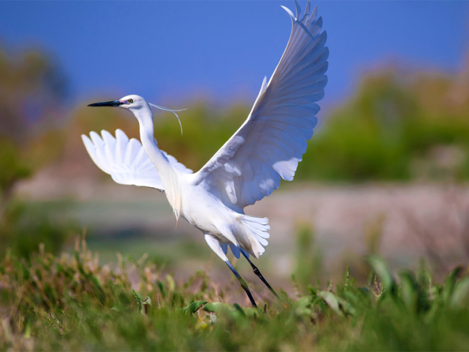 飛び立つ鳥のイメージ