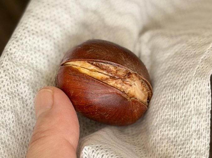 栗