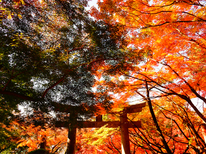 竈門神社　紅葉