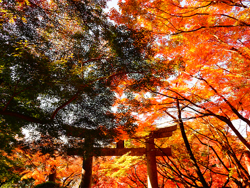 竈門神社　紅葉
