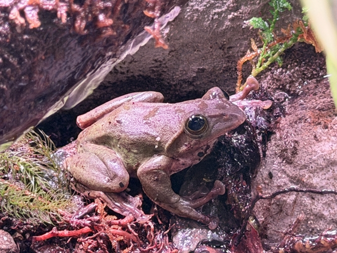 マリンワールド海の中道／アマミアオガエル