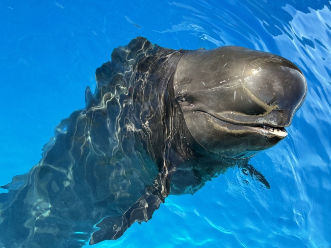 マリンワールド海の中道／コビレゴンドウ・ゆきちゃん