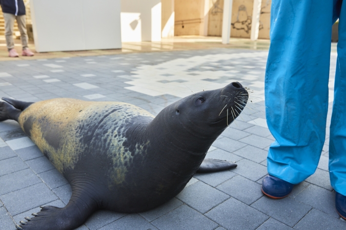 マリンワールド海の中道・GOGO_アザラシ