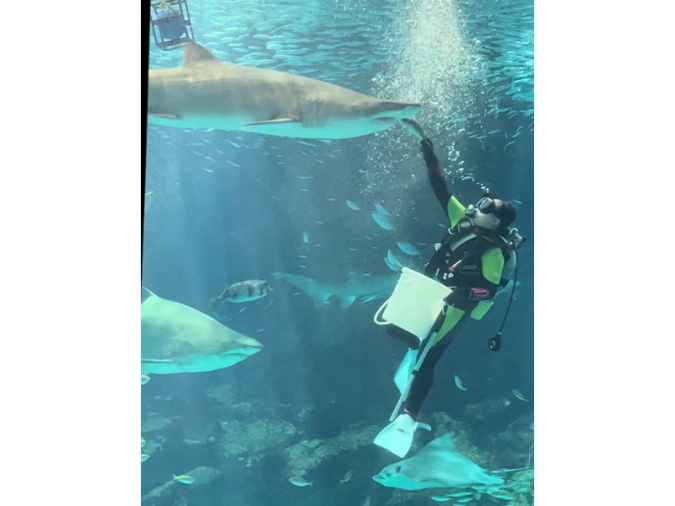 マリンワールド海の中道エサやり風景